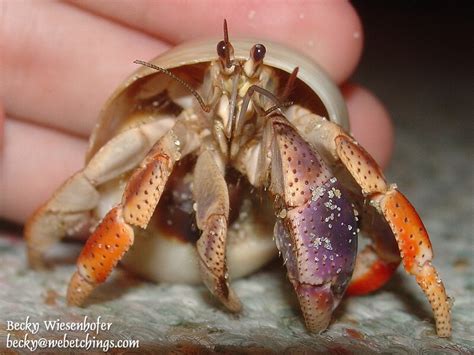 pincher crab